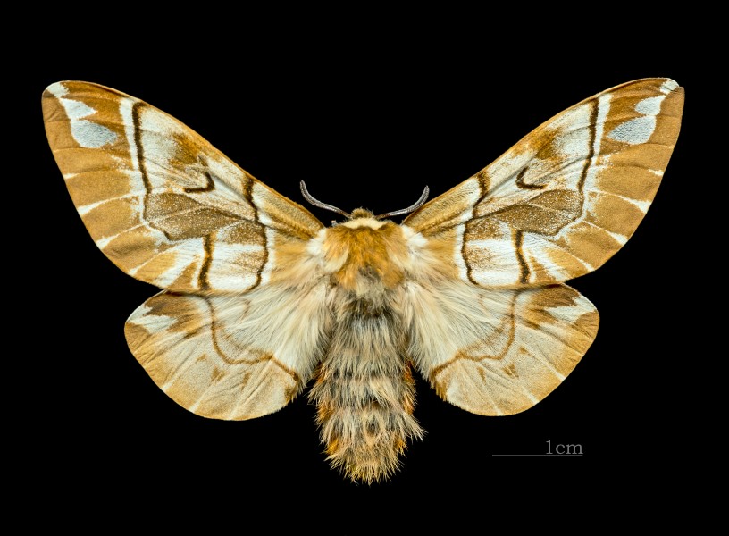 Endromis versicolora MHNT.CUT.2011.0.446. female.Allier (Hautes-Pyrénées) Dos