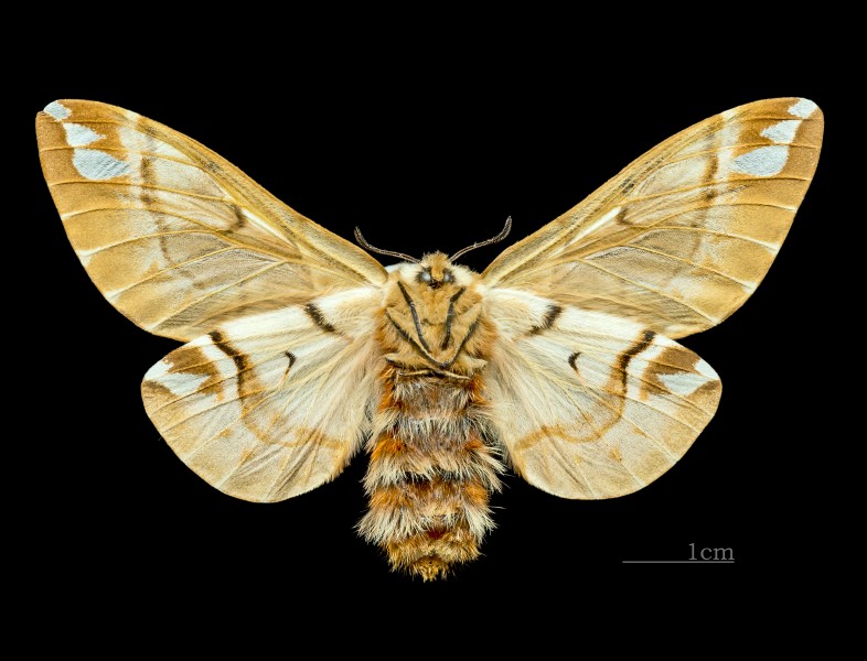 Endromis versicolora MHNT.CUT.2011.0.446. female.Allier (Hautes-Pyrénées) Ventre