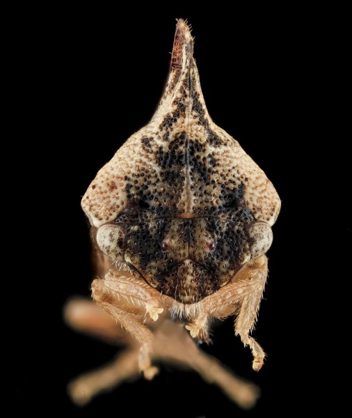 Entylia carinata, face, upper marlboro, md 2013-10-18-12.42.45 ZS PMax (10361294566)