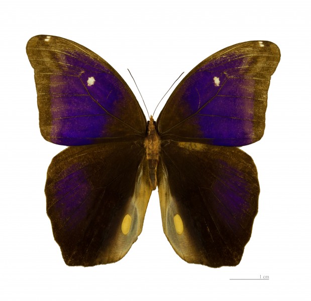 Eryphanis automedon MHNT male dos
