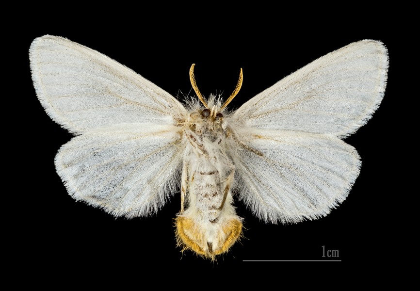 Euproctis chrysorrhoea MHNT.CUT.2012.0.357 Claix (Isère) Female Ventre