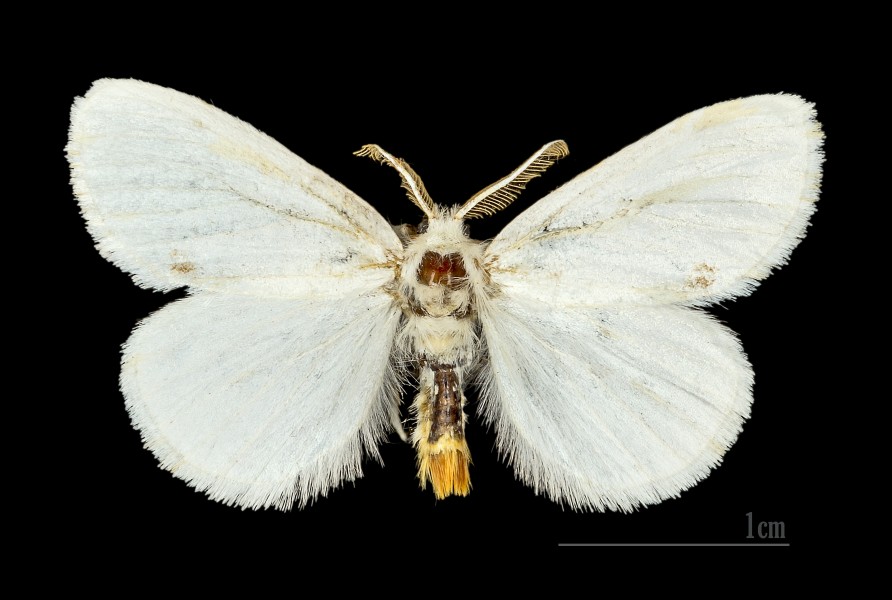 Euproctis similis MHNT.CUT.2012.0.357. Les Mathes male Dos