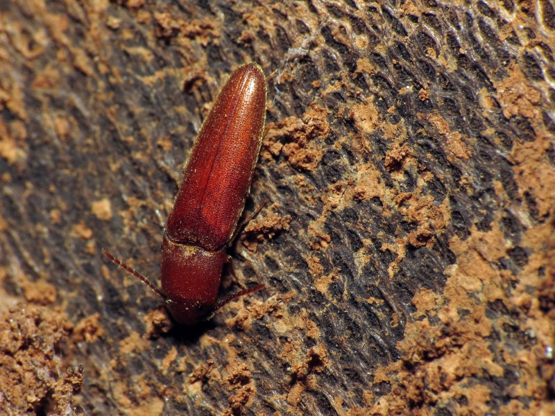 False Click Beetle - Flickr - treegrow