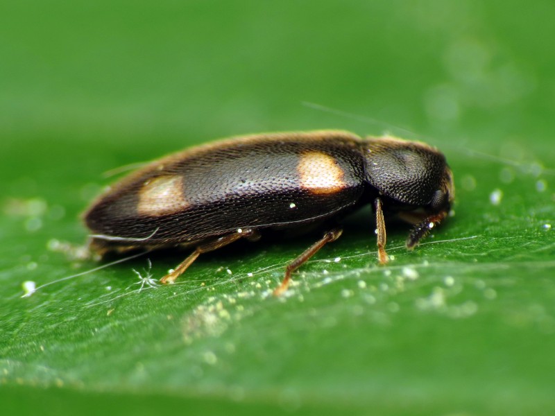 False Darkling Beetle - Flickr - treegrow
