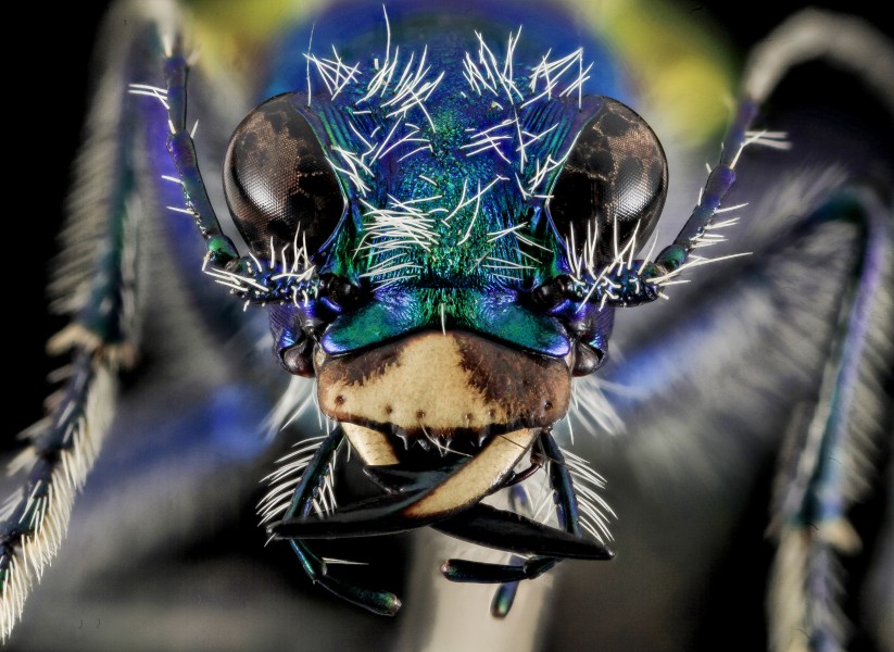 Festive Tiger Beetle, face, Badlands,Pennington Co, SD 2013-12-31-13.21.39 ZS PMax (11675053206)