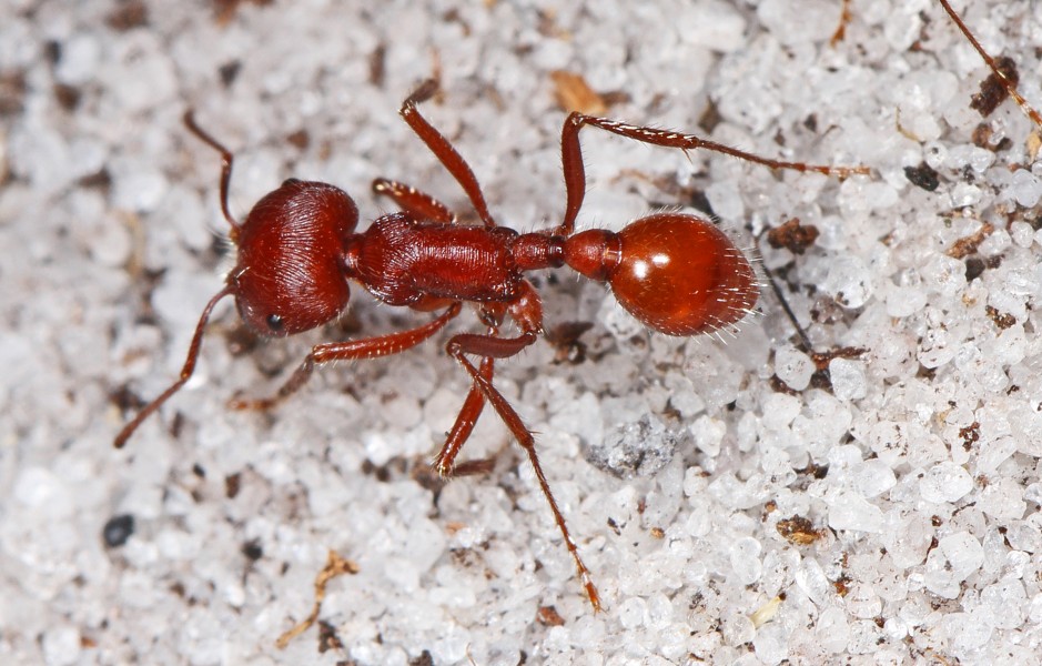 Florida Harvester Ant - Pogonomyrmex badius, Lake June-in-Winter Scrub State Park, Lake Placid, Florida - 01