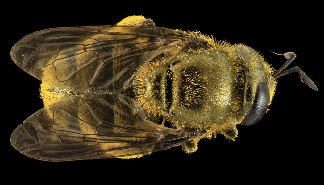 Fly Golden Baby, back, MD, Prince Georges County 2014-05-23-17.17.00 ZS PMax (14068786438)