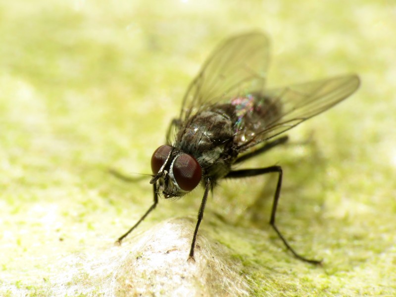 Fly on Algae - Flickr - treegrow (2)
