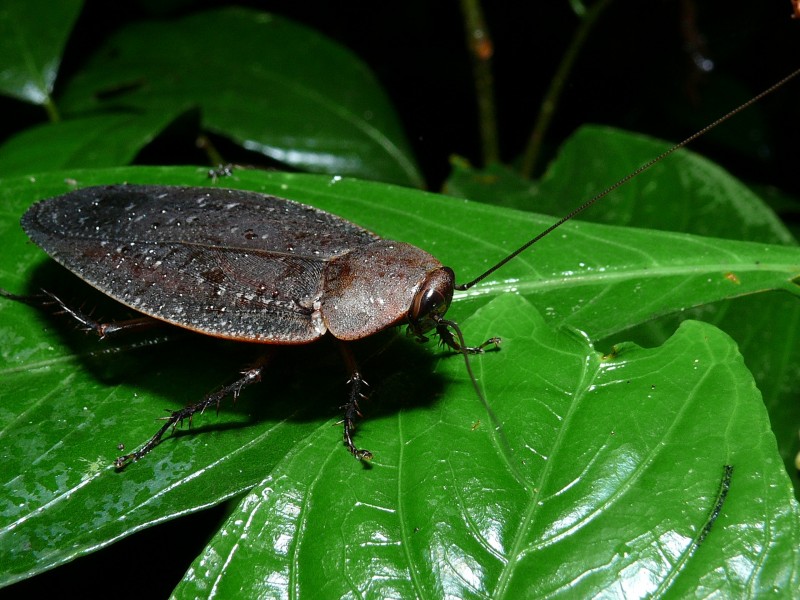Forest Cockroach (6760392517)