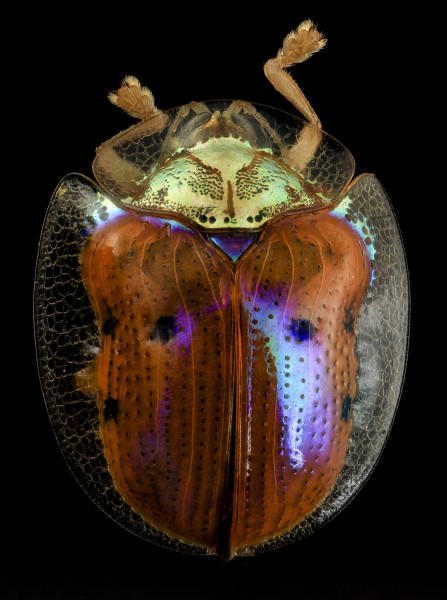 Golden tortoise beetle, back, upper marlboro, md 2014-06-04-13.25.12 ZS PMax (14372942103)