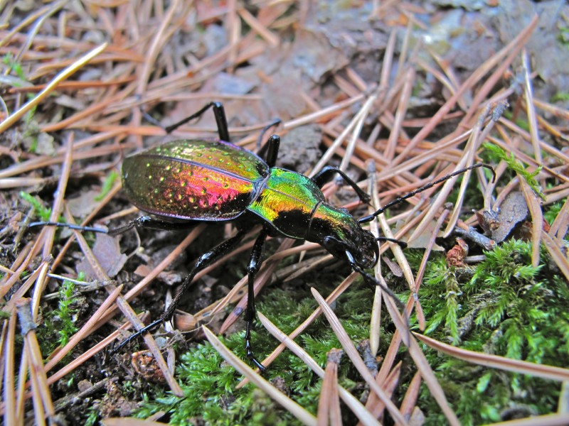 Ground Beetle (Chrysotribax rutilans perignitus) (8338547910)