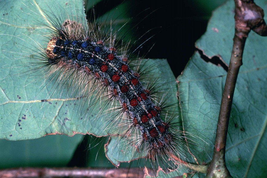 Gypsy moth invasive moth catepillar lymantria dispar