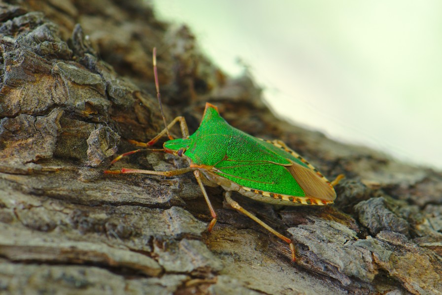 Hemiptera 1