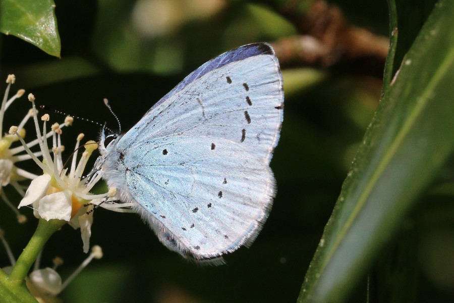 Holly blue (Celastrina argiolus) male underside