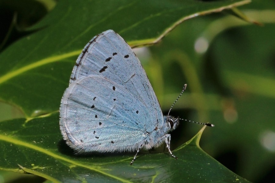 Holly blue (Celastrina argiolus) male underside 2