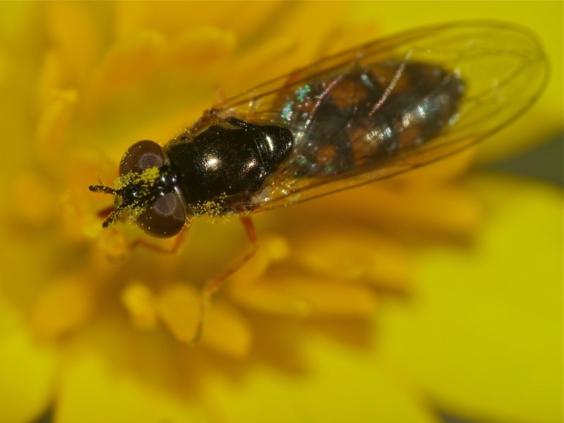 Hover Fly (Platycheirus sp.) (14085494403)