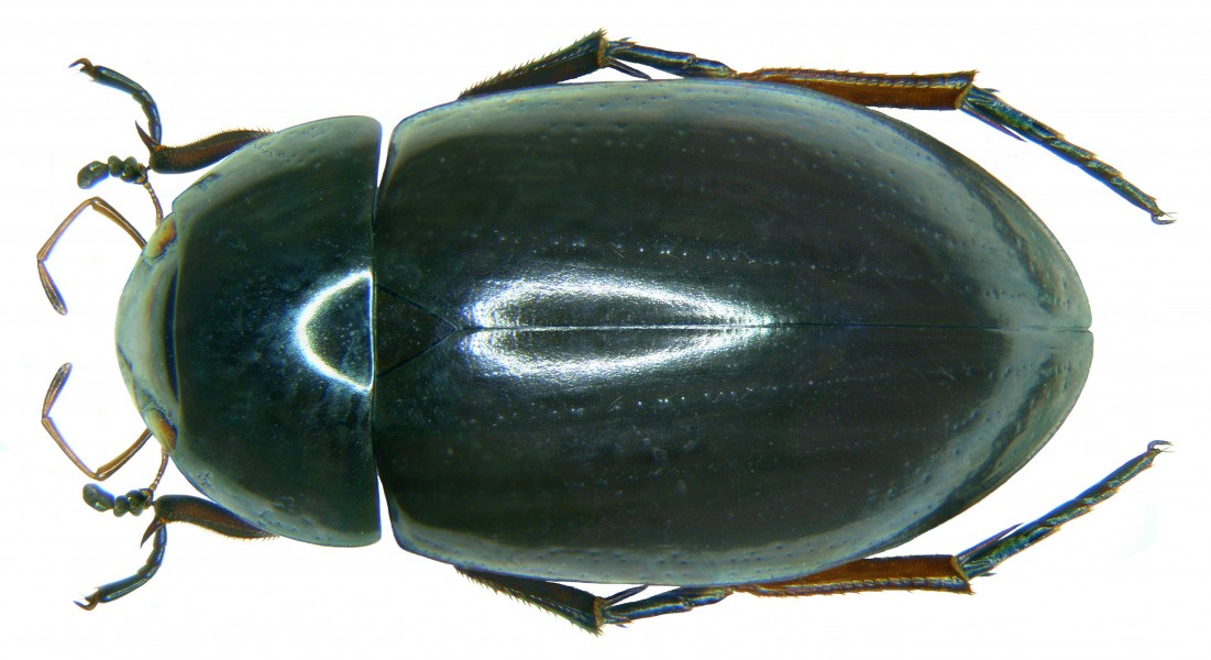 Hydrochara caraboides (Linné, 1758) (3028952853)