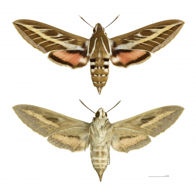 Hyles livornica MHNT femelle