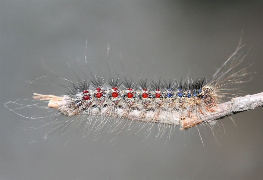 IC Caterpillar1
