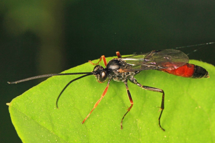 Ichneumon Wasp - Dusona species, Riverbend Park, Great Falls, Virginia