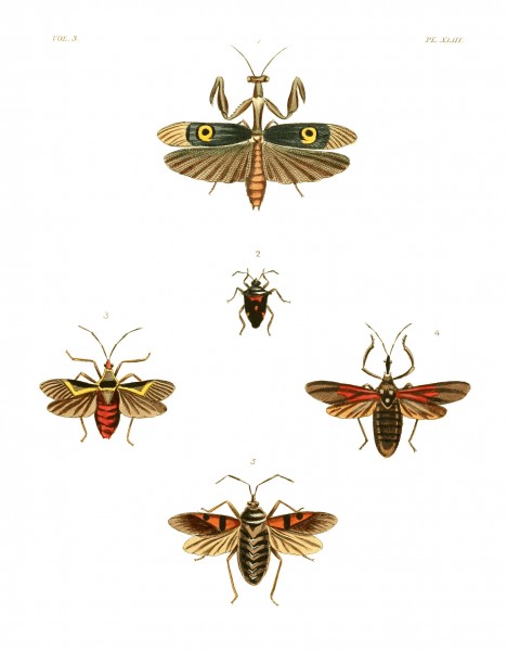 Illustrations of Exotic Entomology III 43