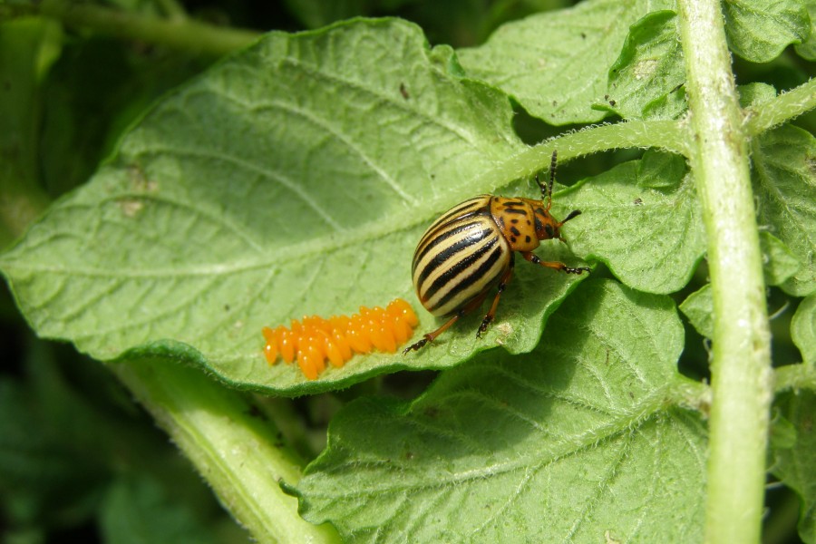 Imago of Colorado potato beetle on leaf with eggs