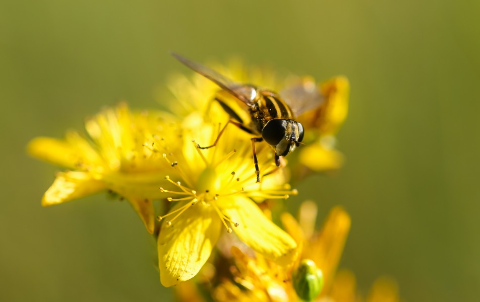 Insect Buzzing (Unsplash)