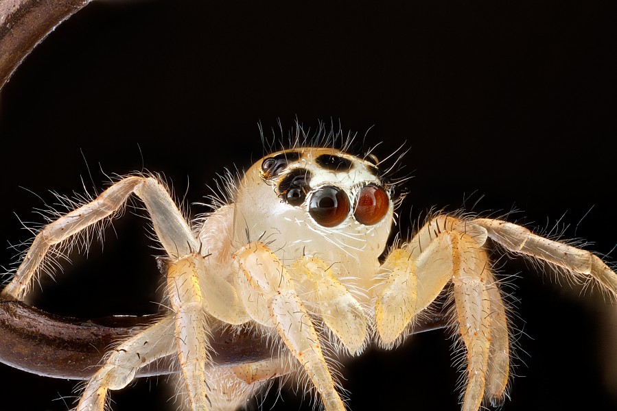 Jumping-Spider,on-fish-hook-eyes 2012-08-02-16.13.51-ZS-PMax (7700432994)