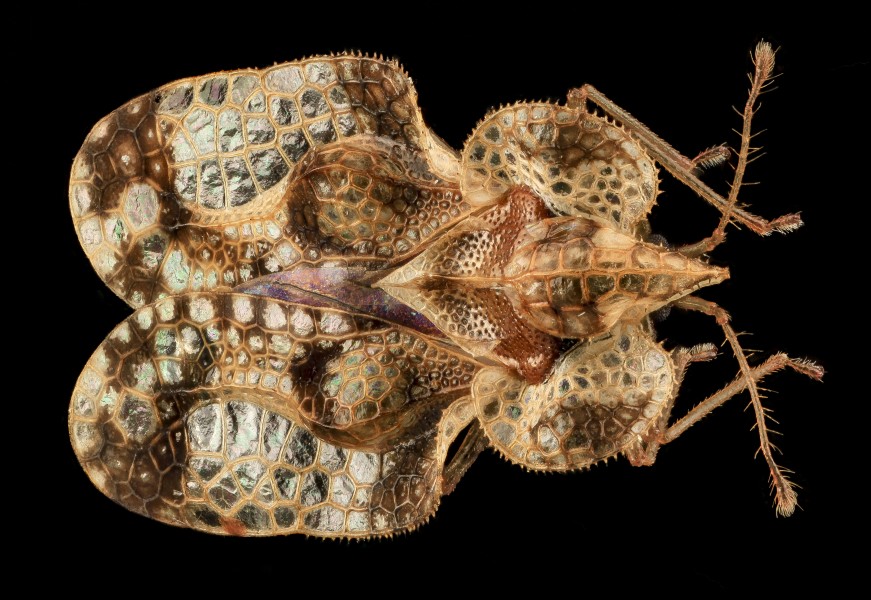 Lace Bug, MD, PG County 2013-08-20-16.56.18 ZS PMax (9563647525)