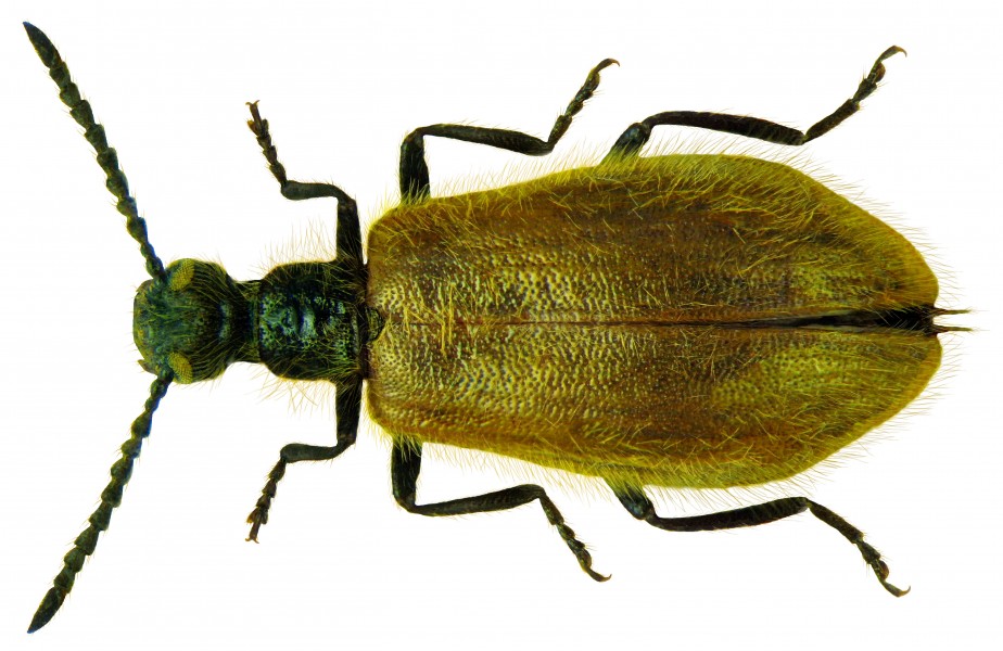 Lagria hirta (Linné, 1758) female (5901279921)