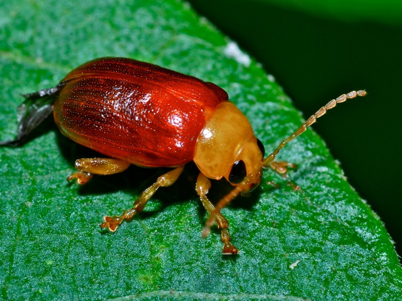 Leaf Beetle (Chrysomelidae) (6933098874)