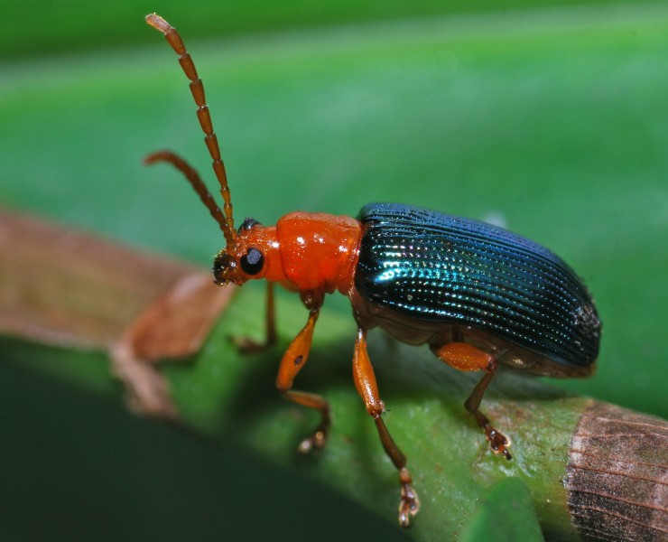 Leaf Beetle (Chrysomelidae) (7080233117)
