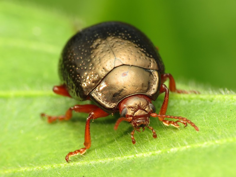 Leaf Beetle eating Common Plantain - Flickr - treegrow (1)