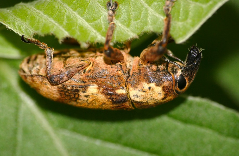 Lixine Weevil (Curculionidae) (16833142201)