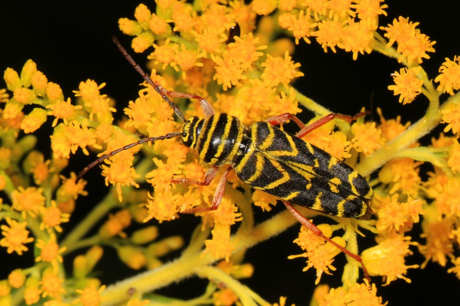 Locust Borer - Megacyllene robineae, Letchworth State Park, Mt. Morris, New York