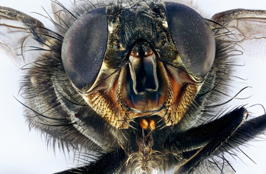 Macro portrait of a housefly Musca domestica
