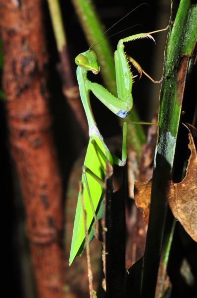 Mantis from Sulawesi (8372801490)
