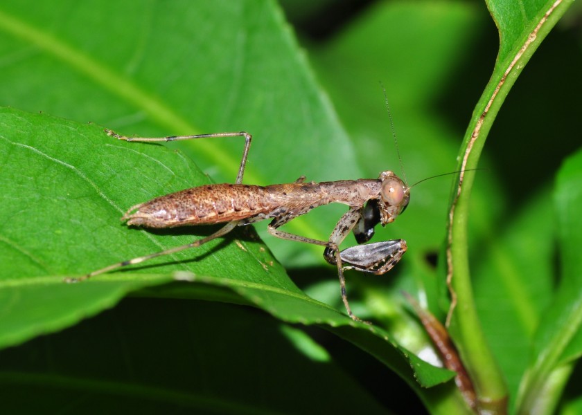 Mantis from Sulawesi (8395830938)