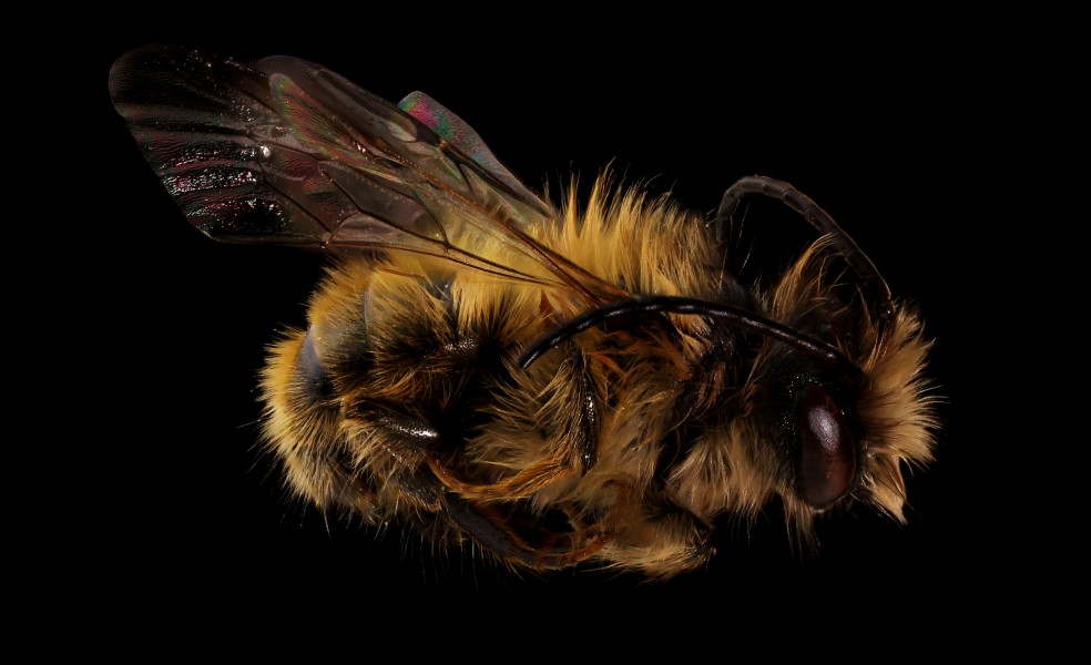 Mason Bee (Osmia taurus) (12376108403)