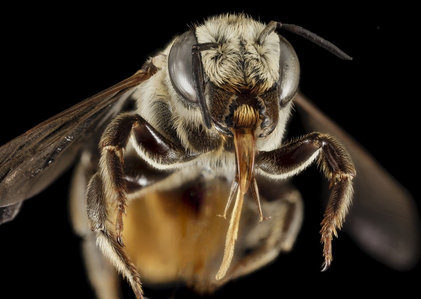 Megachile albisecta, F, Face, Greece, Aegean Islands, Lesvos, Mytilene 2015-03-10-11.55.11 ZS PMax (16905342265)