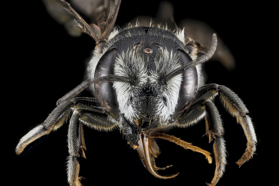 Megachile apicalis, female, face 2012-07-16-17.17 (20681847479)