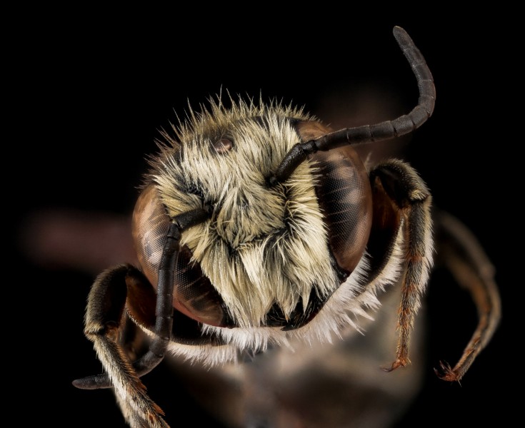 Megachile apicalis, male, face 2012-07-10-11.56 (20151478934)
