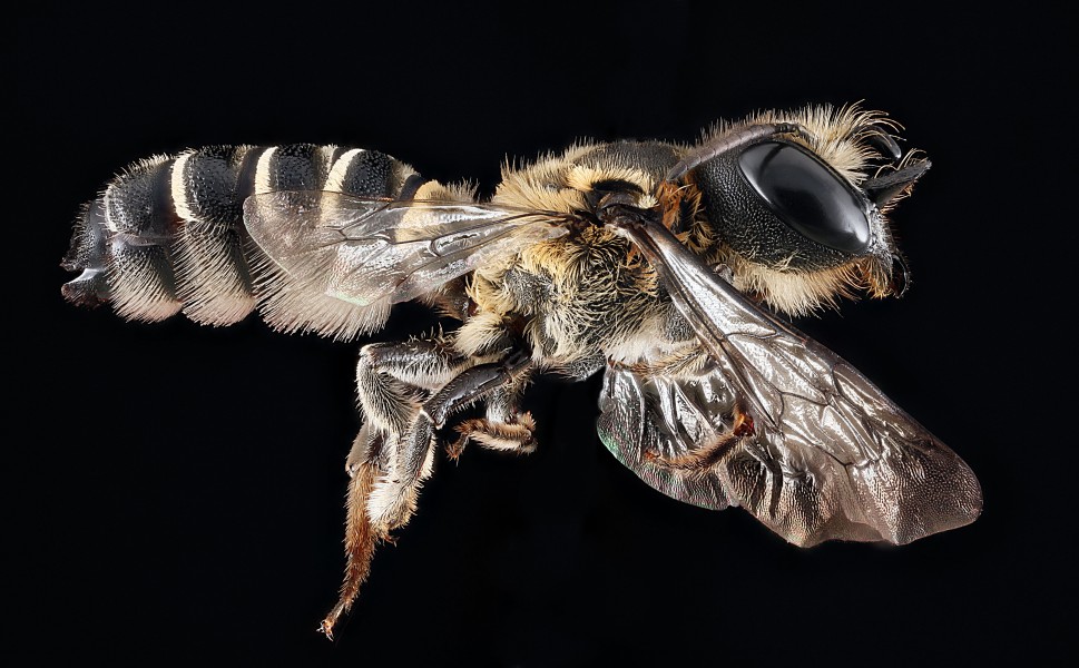 Megachile armaticeps