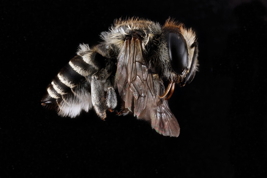 Megachile brevis