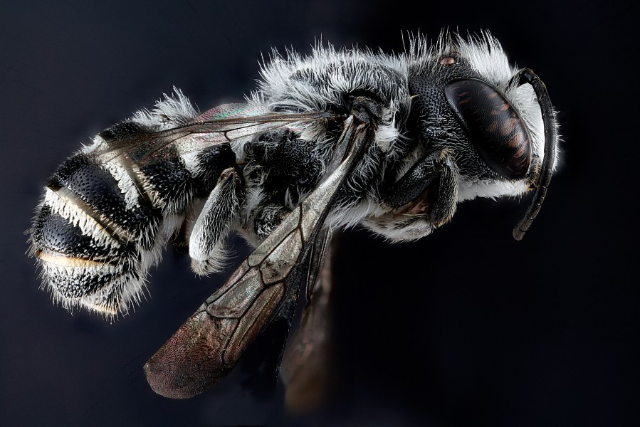 Megachile campanulae1