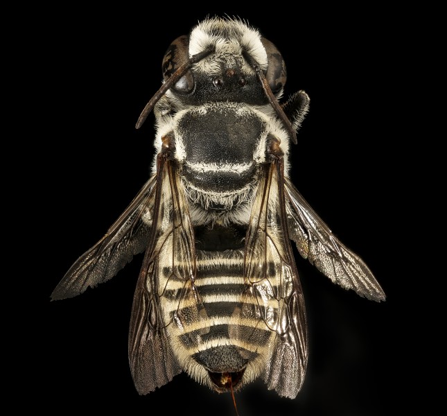 Megachile coquilletti, f, back, Pima Co. Tucson, AZ 2016-07-19-15.37 (28969991401)