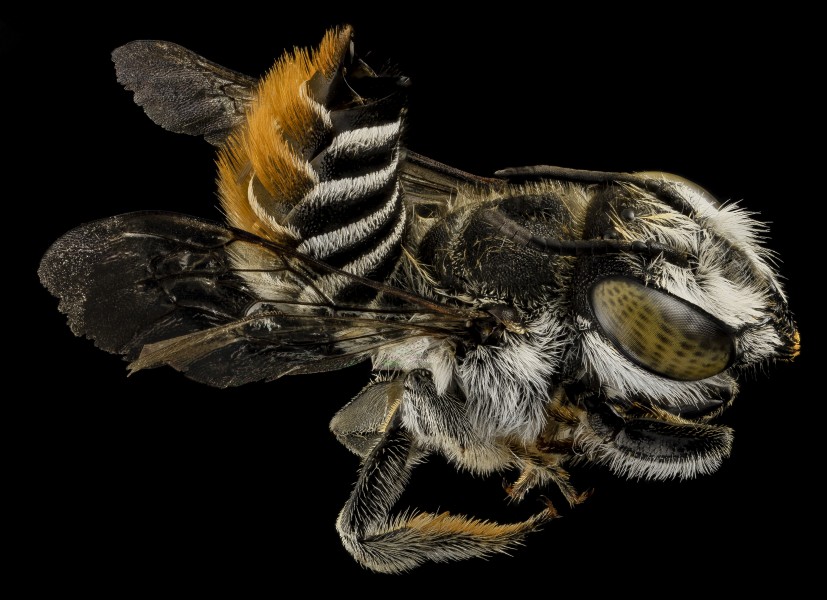 Megachile fullawayi, back, HI, maui 2014-05-23-17.28.41 ZS PMax (14079874227)