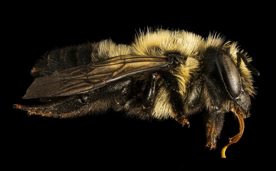 Megachile gemula, f, side, Maine, Du Clos 2015-12-01-15.01 (23489882293)