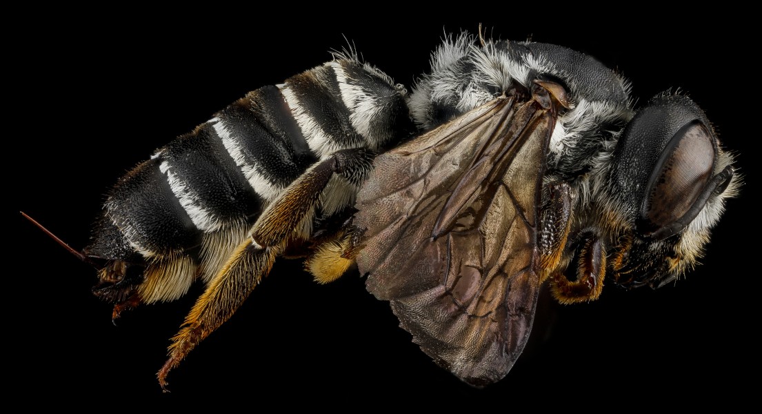 Megachile inimica, U, side, Maryland, Anne Arundel County 2013-03-27-14.24.44 ZS PMax (8614497153)