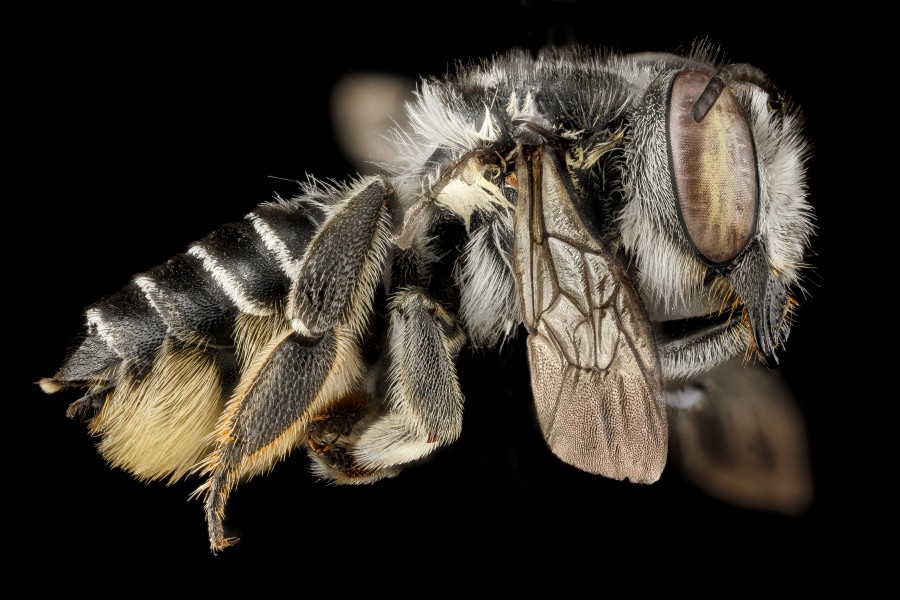 Megachile parallela, F, side, Tennessee, Haywood County 2013-01-22-15.01.46 ZS PMax